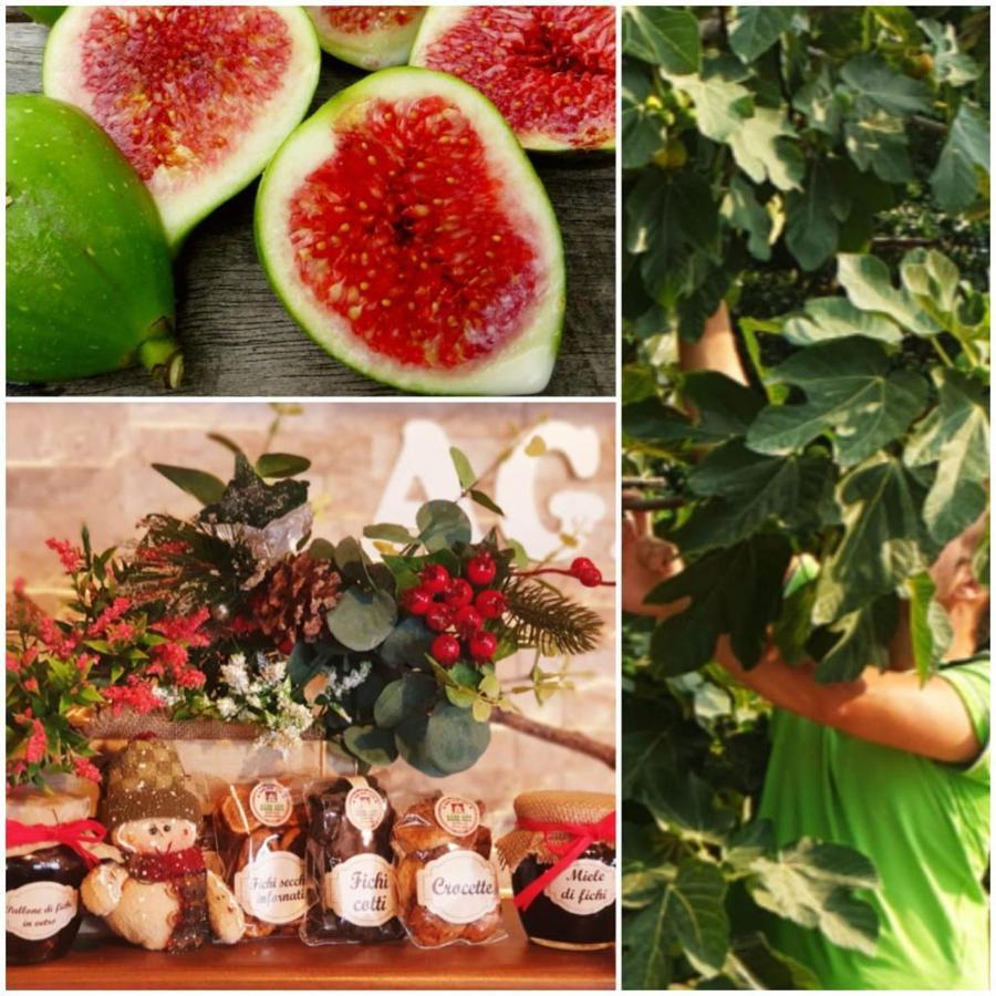 Agri Art Villa San Benedetto Ullano Екстериор снимка
