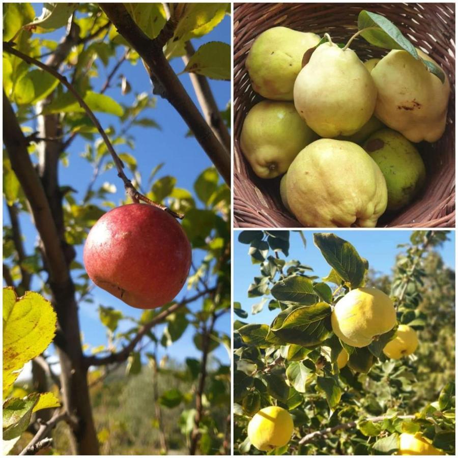 Agri Art Villa San Benedetto Ullano Екстериор снимка